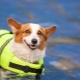 Coletes salva-vidas para cães